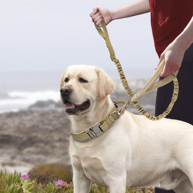 Khaki nylon dog collar for large and medium-sized dogs shown on a Labrador Retriever during a coastal walk. Durable design with secure metal buckle.